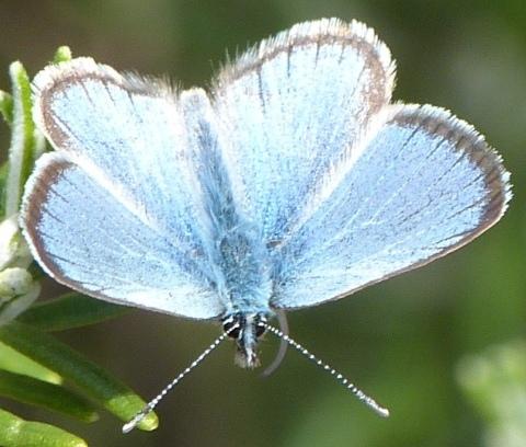 Réf. 180 078 : Glaucopsyche sp.
